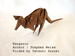 alt : Photo Origami Kangaroo, Author : Stephen Weiss, Folded by Tatsuto Suzuki